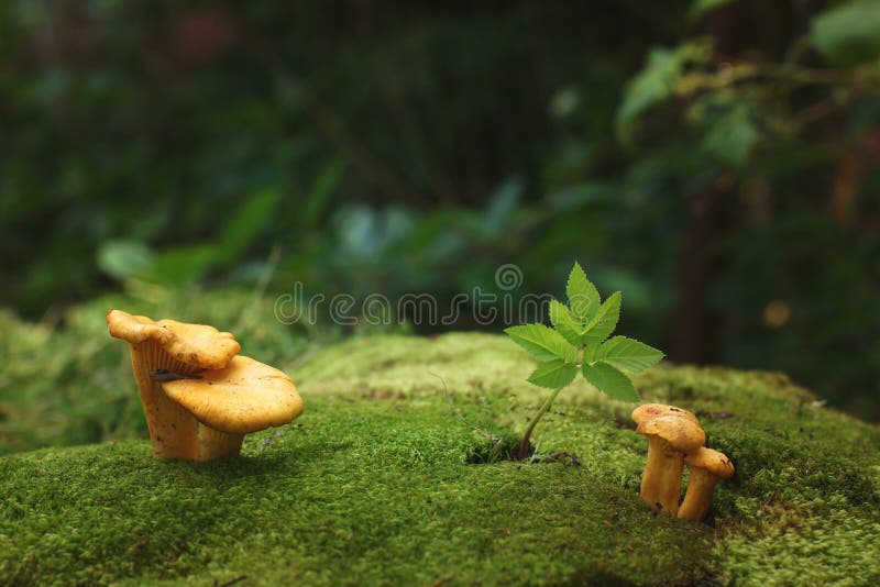 Chanterelles Mushrooms Grow in Moss in the Forest Stock Image Image