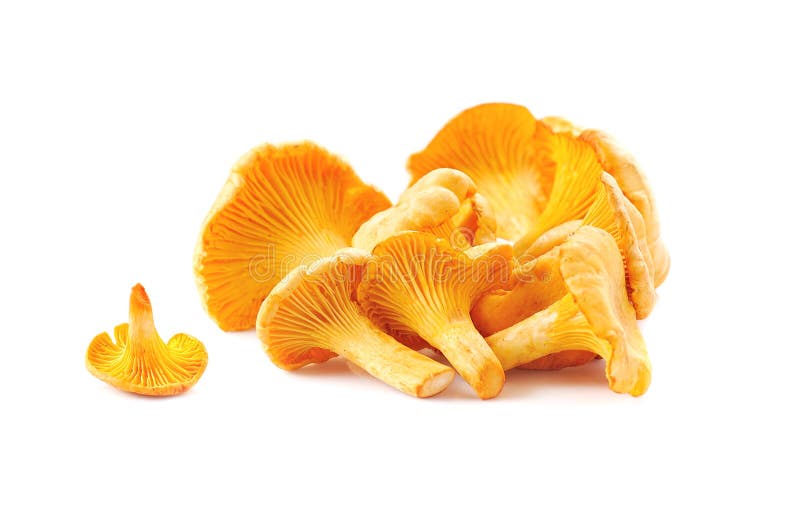 Chanterelles mushrooms . stock photo. Image of ingredient 233221002