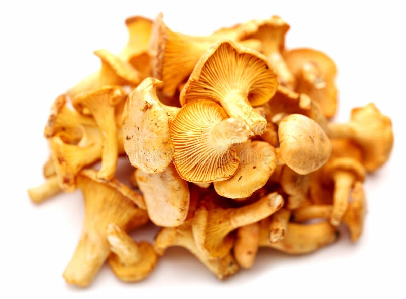Chanterelles mushrooms. stock photo. Image of ingredient 30860458