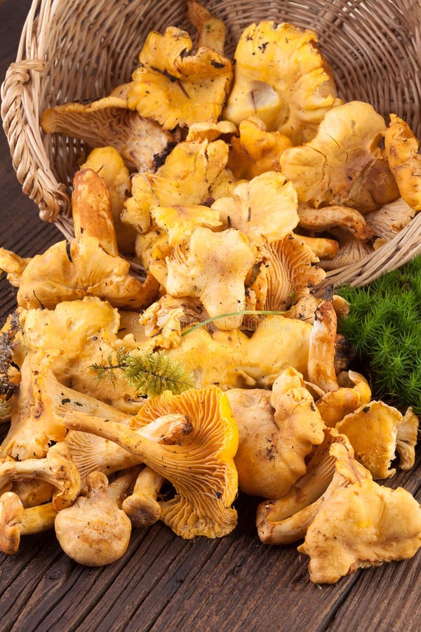 Chanterelles Mushrooms on Wooden Background Stock Image Image of organic, closeup 44914389