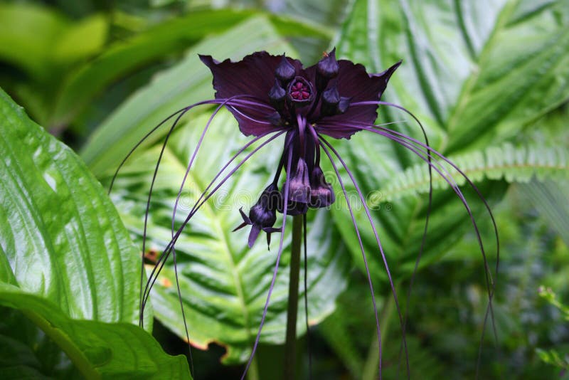 Chantrieri Del Tacca - Flor Negra Del Palo Foto de archivo - Imagen de flor,  palo: 59458940