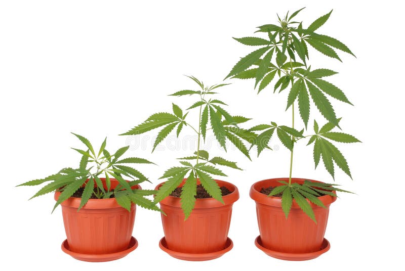 Chanvre (cannabis) photographie stock libre de droits Chanvre (cannabis) photographie stock libre de droits