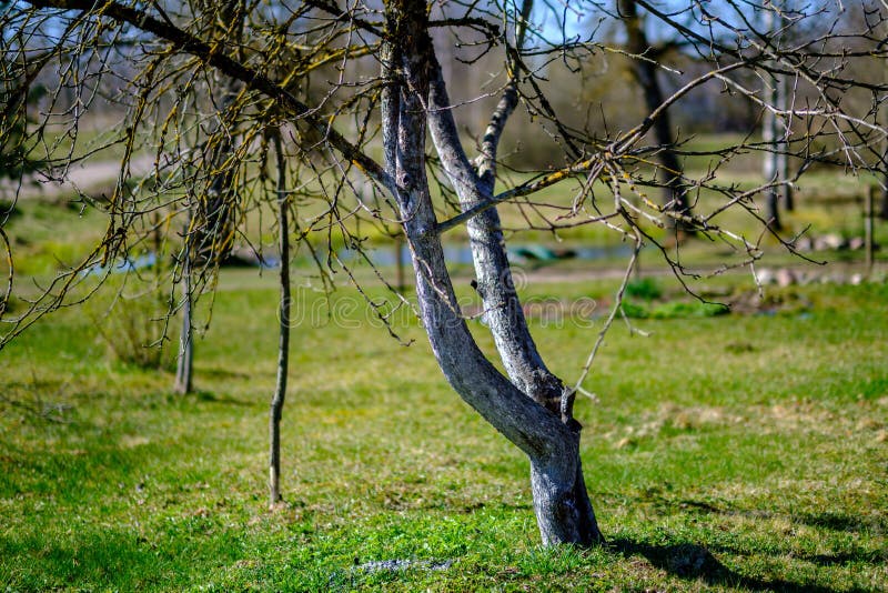 Chaotic Spring Forest Lush with Messy Tree Trunks and Some Foliage
