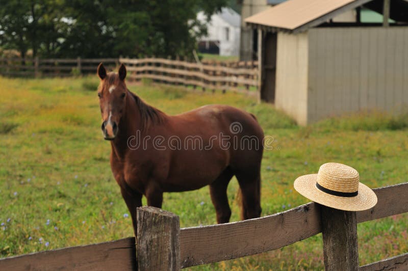 Chapeau amish dans la ferme de cheval photo stock Chapeau amish dans la ferme de cheval photo stock