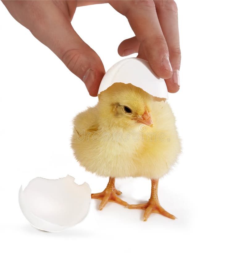 Hand taking off the egg shell of a little yellow easter chick. Hand taking off the egg shell of a little yellow easter chick