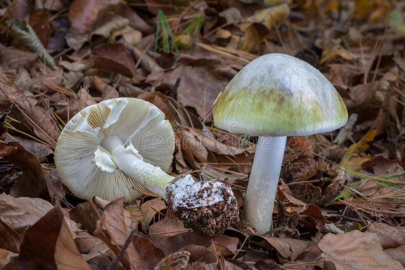 Chapeau de mort - phalloides d'amanite - champignon toxique mortel photographie stock