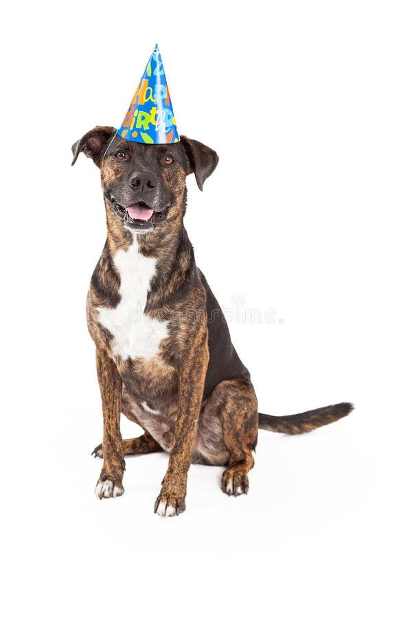 Chapeau de port d'anniversaire de chien heureux images stock Chapeau de port d'anniversaire de chien heureux images stock
