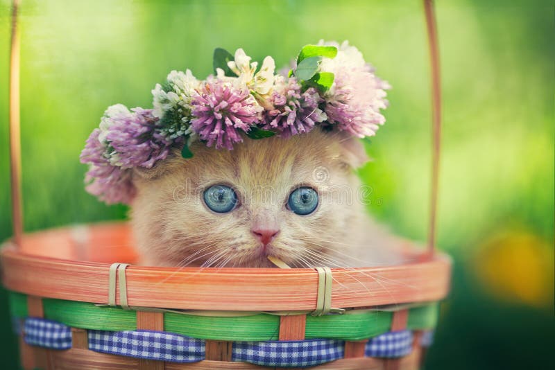 Chaplet vestindo do gatinho imagem de stock Chaplet vestindo do gatinho imagem de stock