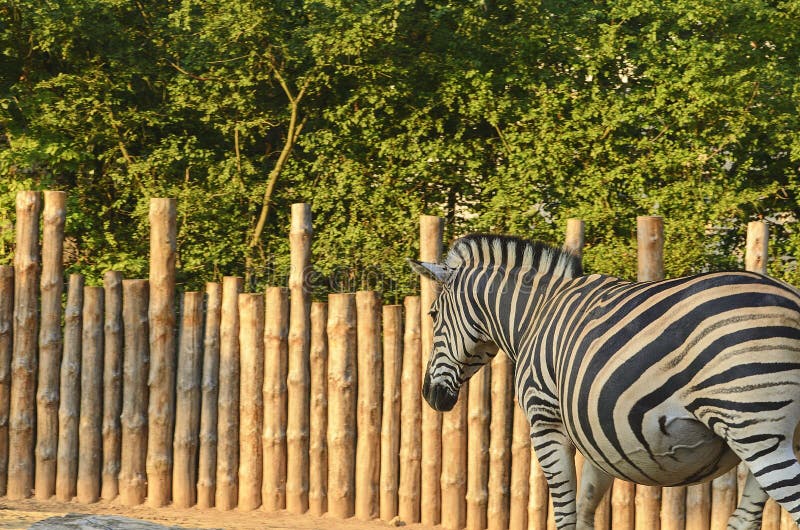 The Chapman`s zebra Equus quagga chapmani. royalty free stock images The Chapman`s zebra Equus quagga chapmani. royalty free stock images