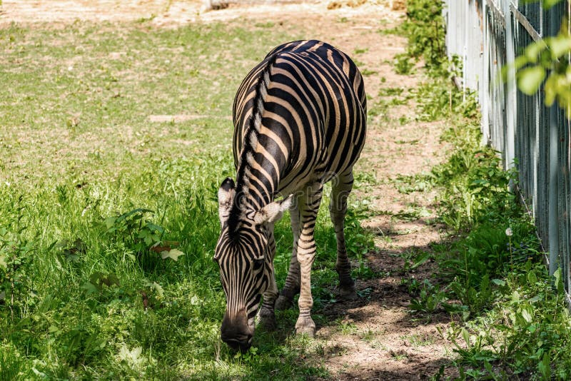 Chapman`s Zebra, a large ungulate animal from the horse family. Striped black and white color close-up stock images Chapman`s Zebra, a large ungulate animal from the horse family. Striped black and white color close-up stock images