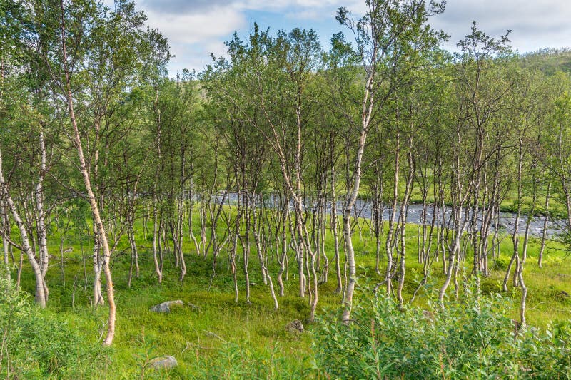 tundra characteristic