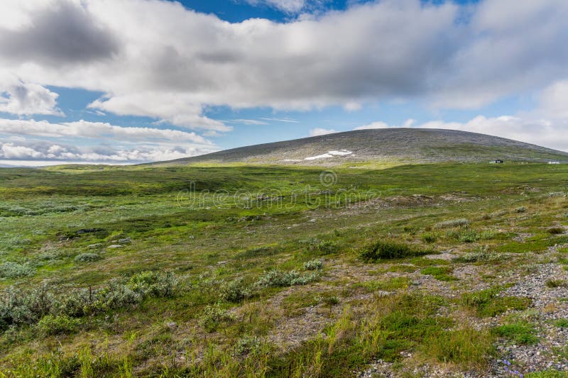 arctic tundra shrubs