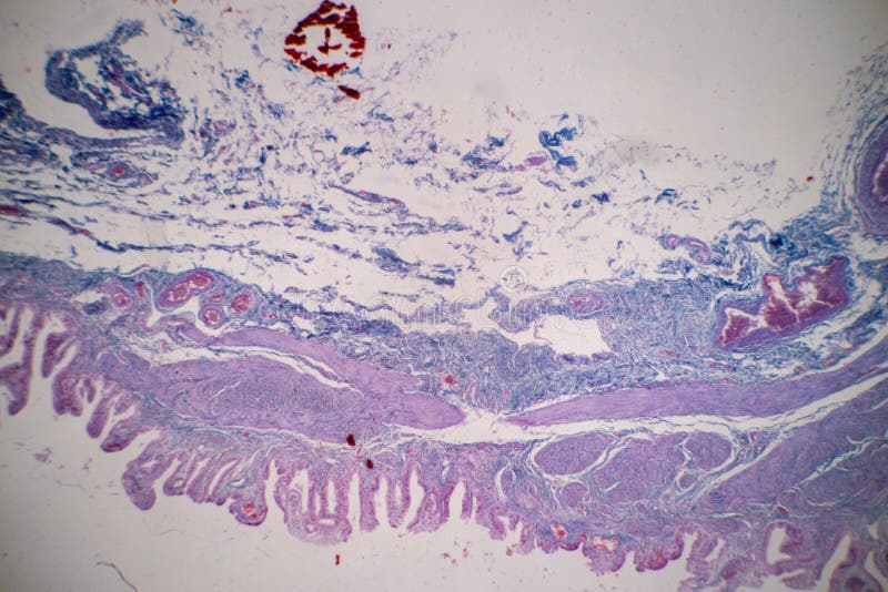 Characteristics of Columnar epithellum cell Cell structure of human under microscope. royalty free stock images