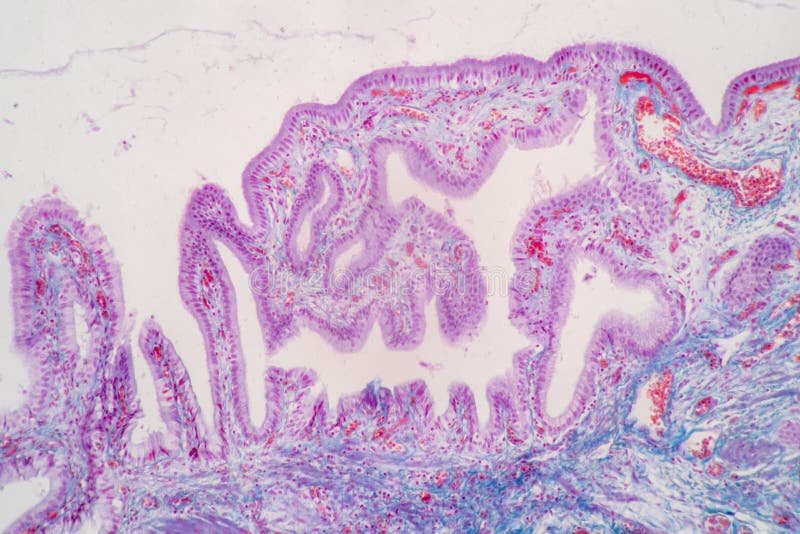 Characteristics of Columnar epithellum cell Cell structure of human under microscope. royalty free stock photo