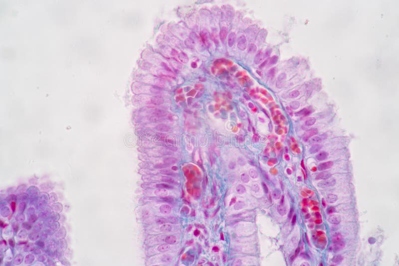 Characteristics of Columnar epithellum cell Cell structure of human under microscope. royalty free stock images
