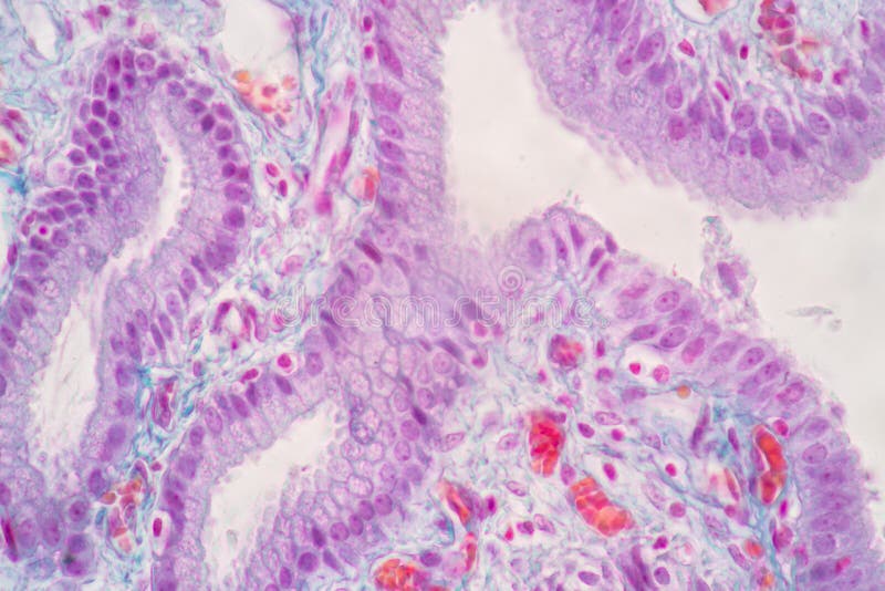 Characteristics of Columnar epithellum cell Cell structure of human under microscope. royalty free stock photos