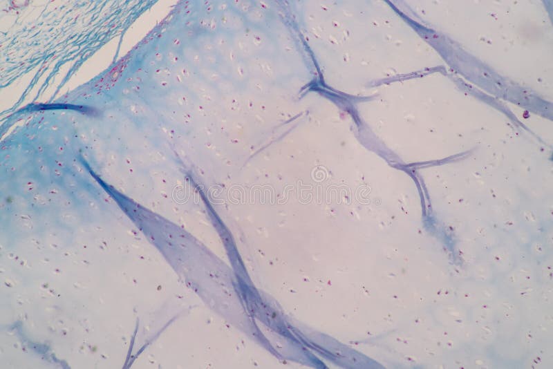 Characteristics of Columnar epithellum cell Cell structure of human under microscope. royalty free stock photos