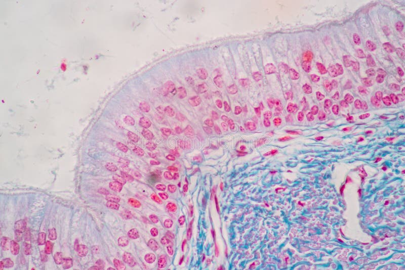 Characteristics of Columnar epithellum cell Cell structure of human under microscope. stock image