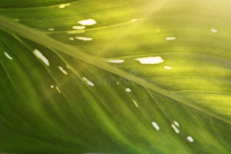 Characteristics of Leaves, Light Green with Spots Closely Stock Photo
