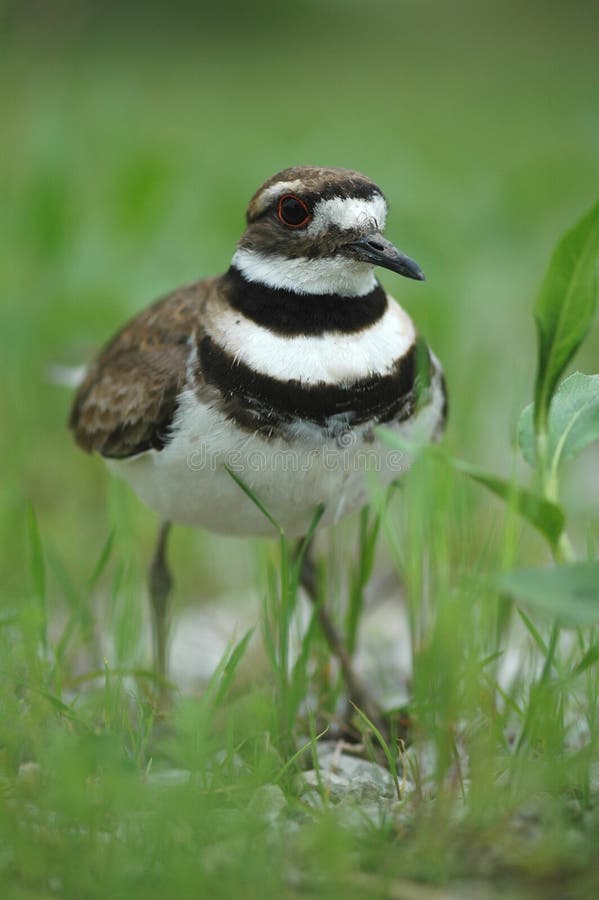 Charadrius vociferus