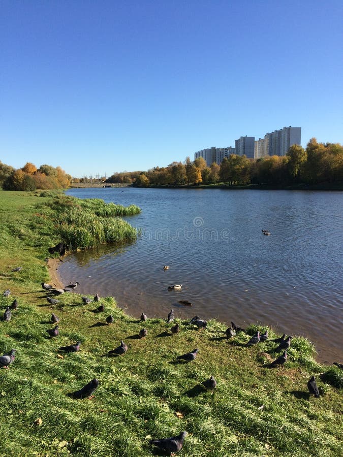 Charca de la ciudad del oto?o con los patos foto de archivo libre de regalías Charca de la ciudad del oto?o con los patos foto de archivo libre de regalías
