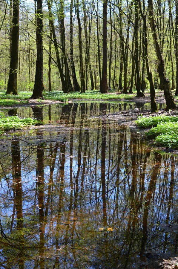 Charca en fondo de la naturaleza de la primavera del bosque de la primavera fotografía de archivo Charca en fondo de la naturaleza de la primavera del bosque de la primavera fotografía de archivo