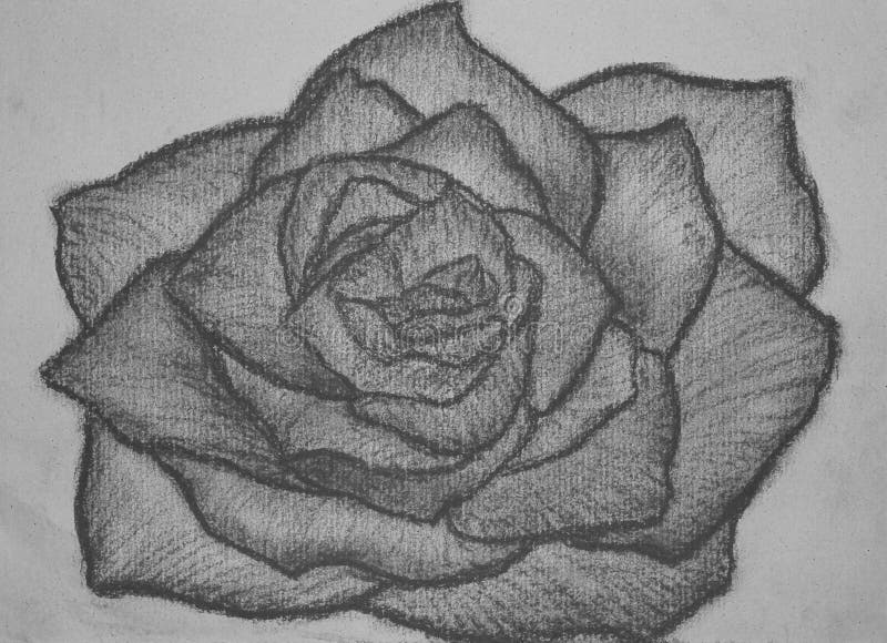 Charcoal drawing of blossomed rose isolated  sketch in black and white  flower