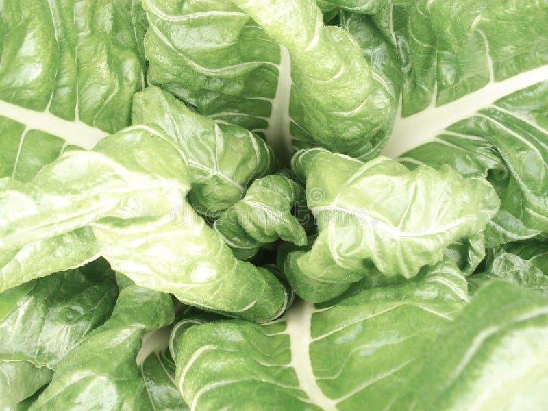 chard immagini stock libere da diritti chard immagini stock libere da diritti