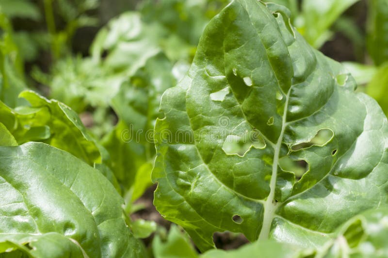 Chard Leaves Eaten by Snails, Slugs and Caterpillars Stock Photo