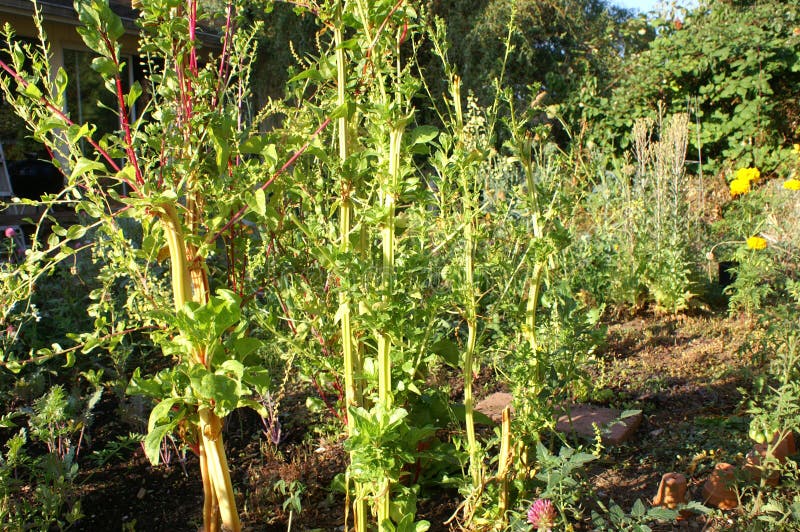 Chard plants going to seed stock image. Image of going 183484677