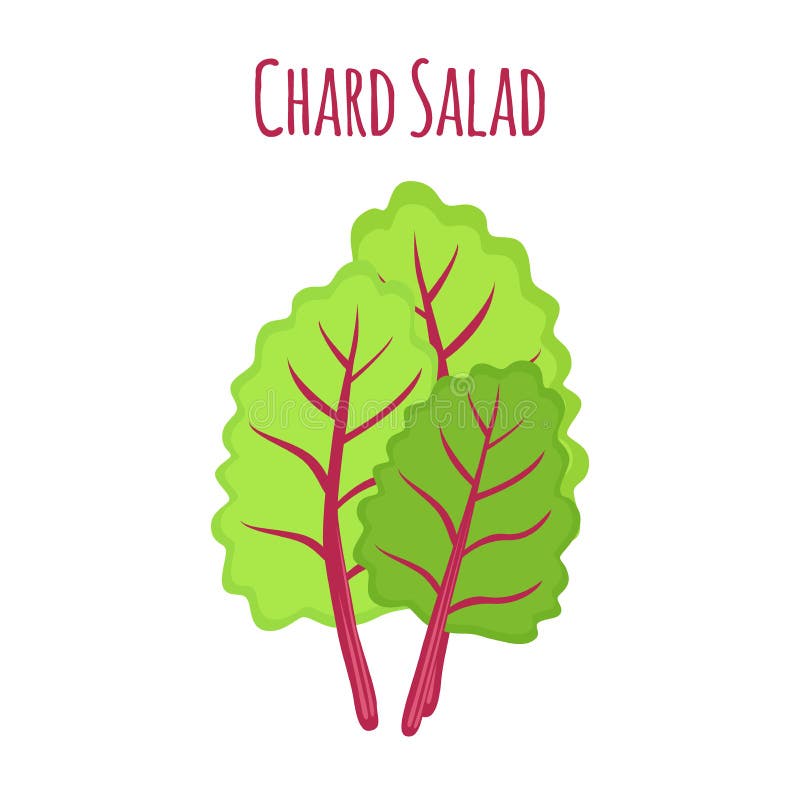 Chard salad, leaf of swiss plant, vegetarian nutrition. Vector illustration