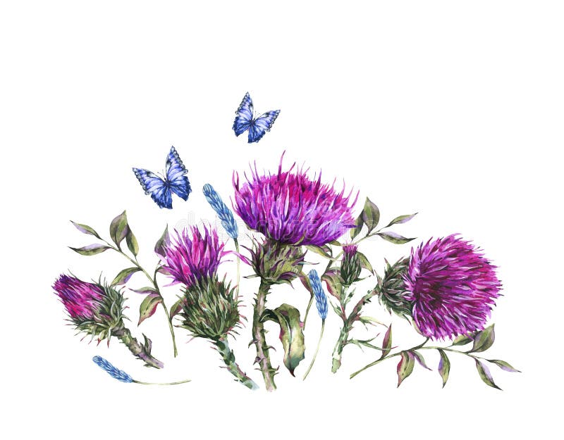 Chardon d'aquarelle, papillons bleus, illustration de fleurs sauvages, carte de voeux de cru d'herbes de pré illustration de vecteur Chardon d'aquarelle, papillons bleus, illustration de fleurs sauvages, carte de voeux de cru d'herbes de pré illustration de vecteur