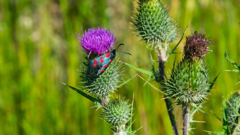 Chardon de lance ou fleur de vulgare de Cirsium avec le plan rapproché de filipendulae de Zygaena de burnet de six-tache de papil images stock Chardon de lance ou fleur de vulgare de Cirsium avec le plan rapproché de filipendulae de Zygaena de burnet de six-tache de papil images stock