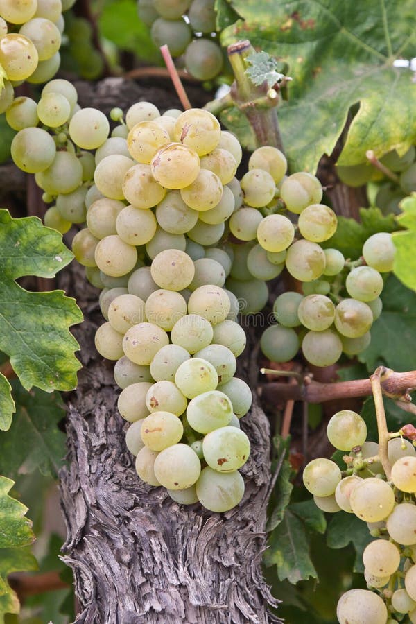 Chardonnay grape in Hungary