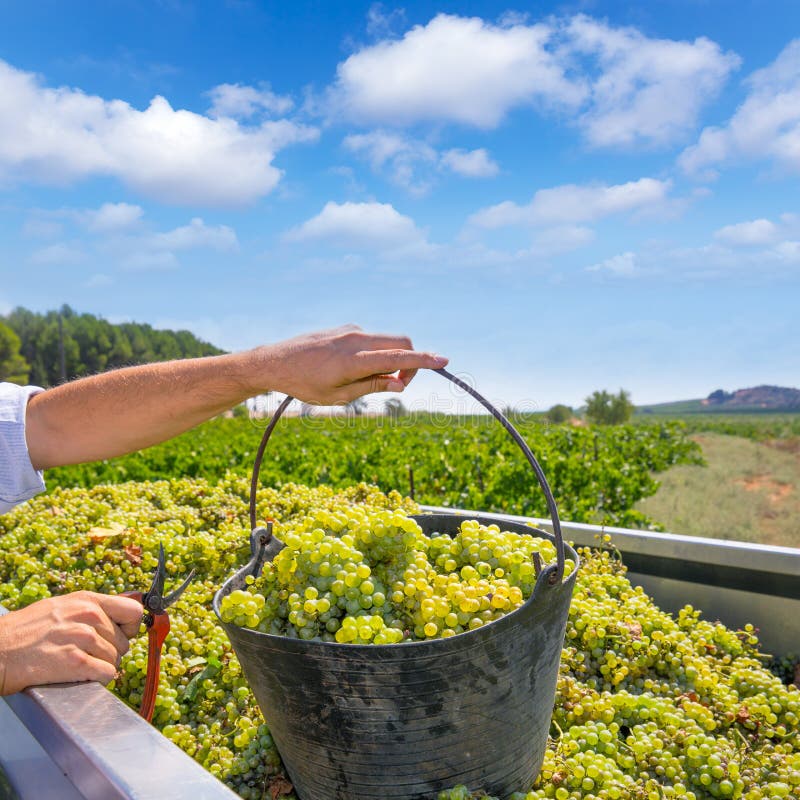 Chardonnay Harvesting with Wine Grapes Harvest Stock Photo Image of