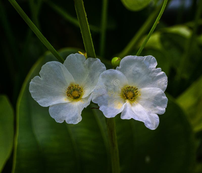 Echinodorus, Fleur Blanche Provenant Des Amériques Photo stock - Image du  environnement, doux: 77374378