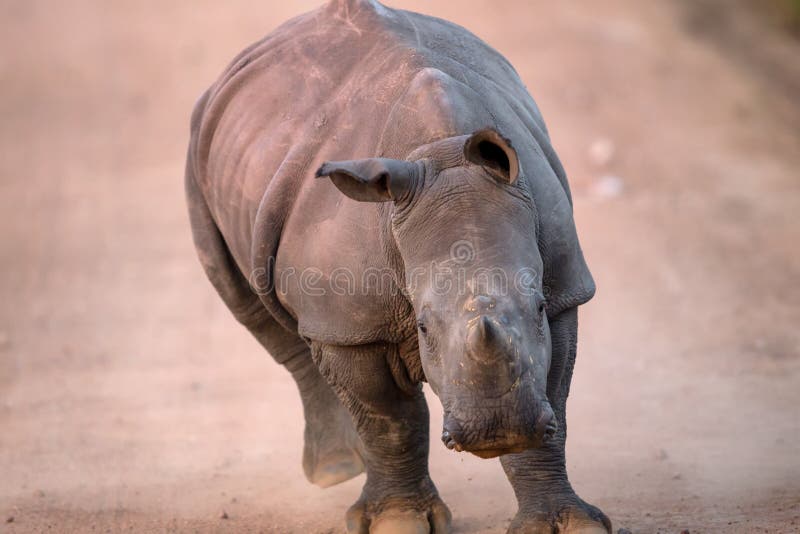 Charging Baby White Rhino