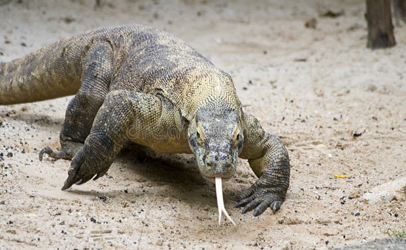 An endangered Komodo Dragon charges its' prey. An endangered Komodo Dragon charges its' prey