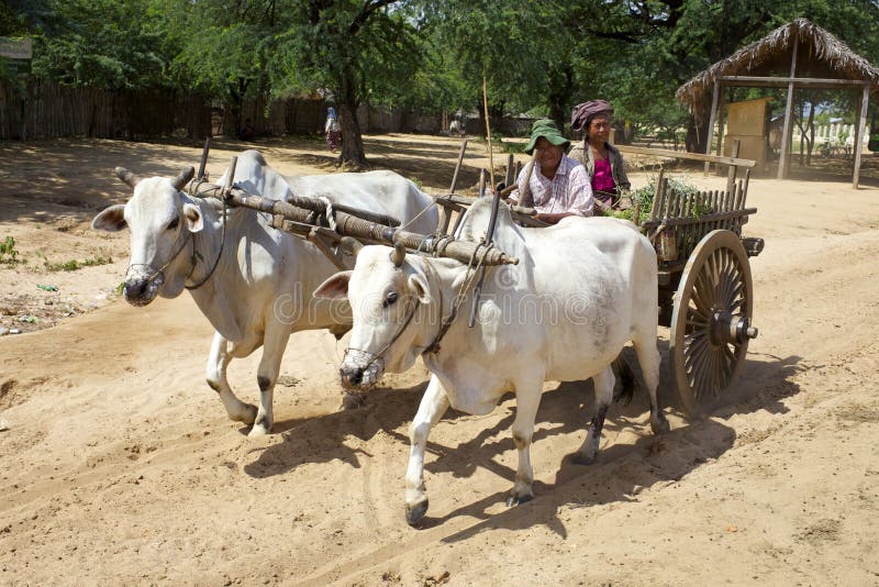 Chariot de boeuf dans Myanmar image stock Chariot de boeuf dans Myanmar image stock