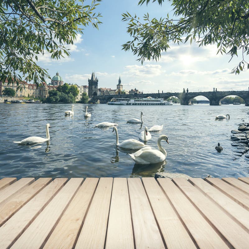 Charles bridge and Swans royalty free stock photo