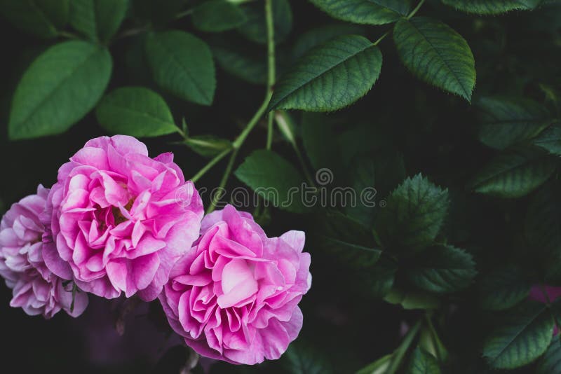 Charles Rennie Mackintosh Rose sur le fond brouillé vert-foncé Buisson de fleur dans le jardin avec les feuilles vertes photos libres de droits Charles Rennie Mackintosh Rose sur le fond brouillé vert-foncé Buisson de fleur dans le jardin avec les feuilles vertes photos libres de droits