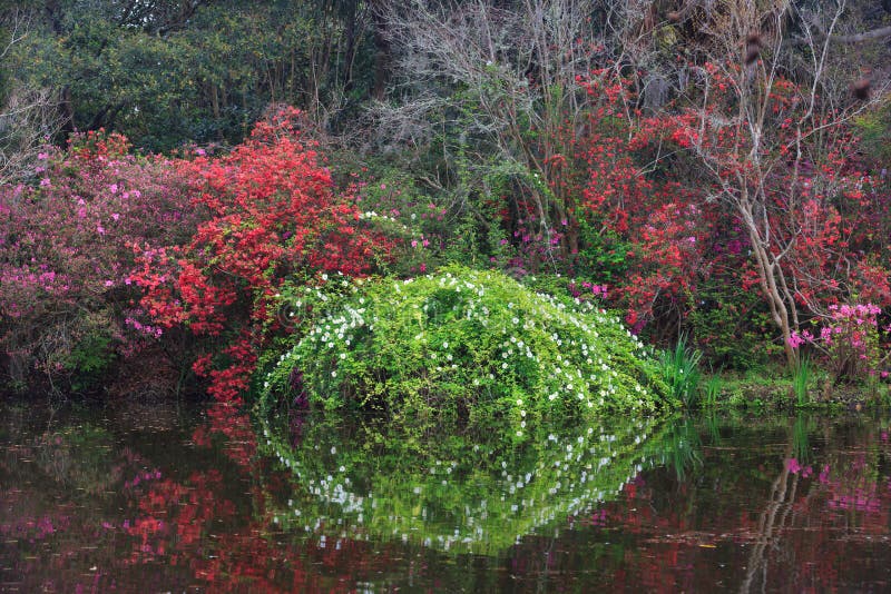 Charleston Sc Magnolia Garden In Spring Stock Image Image Of