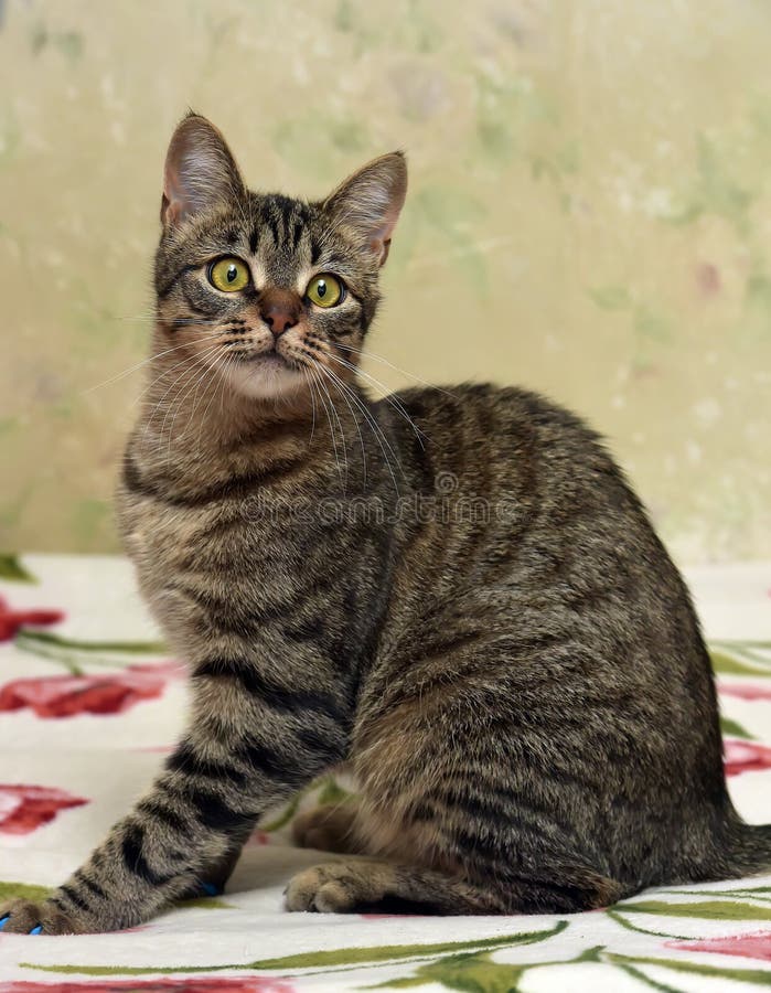 Download Charma den randiga katten fotografering för bildbyråer. Bild av framsida - 76702367