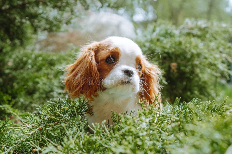 Portrait of charming Cavalier King Charles Spaniel puppy with red-white coloring sitting in green coniferous trees on street. Fluffy and funny kid enjoy warm and sunny summer nature outdoor. Portrait of charming Cavalier King Charles Spaniel puppy with red-white coloring sitting in green coniferous trees on street. Fluffy and funny kid enjoy warm and sunny summer nature outdoor.