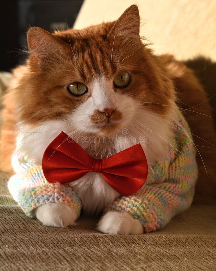Charmant Chat Dans Le Noeud Papillon Rouge Et Pull Dans La Maison Portrait Lumiere Solaire Photo Stock Image Du Fashionable Fourrure Charmant Chat Dans Le Noeud Papillon Rouge Et Pull Dans La Maison Portrait Lumiere Solaire Photo Stock Image Du Fashionable Fourrure