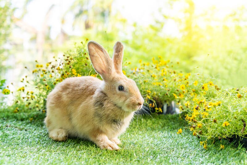 Mignon lapin brun sur fond d'herbe verte image libre de droit par