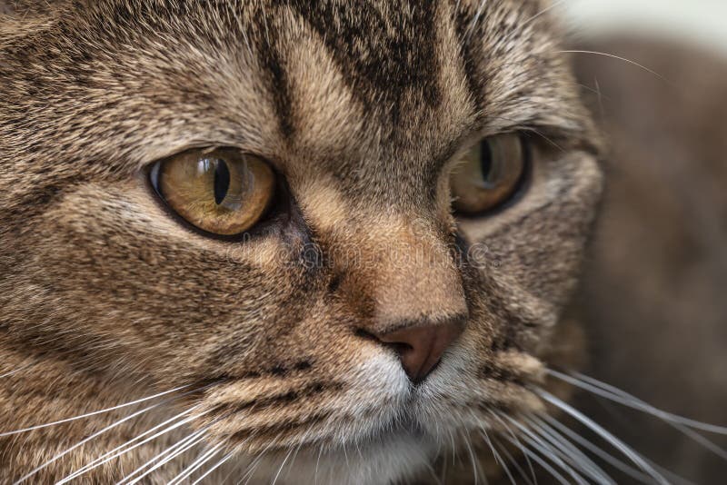 Britisch Kurzhaar-Katze Nahaufnahme Stockbild - Bild von katze