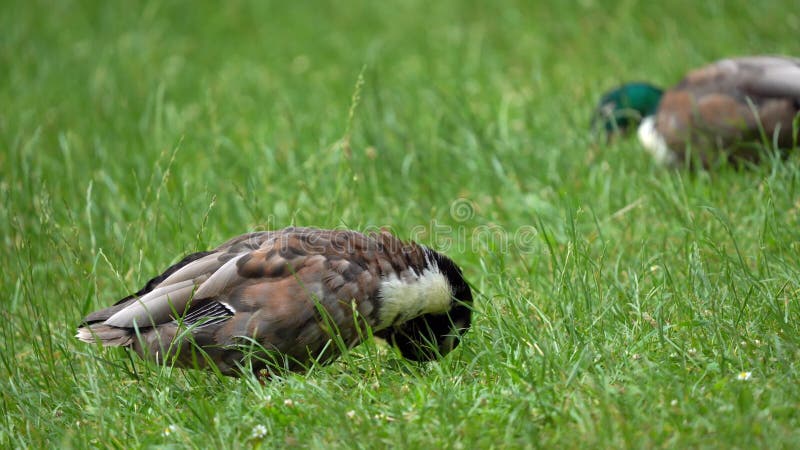 Charme de deux canards dans la vue de fin d'herbe. banque de vidéos