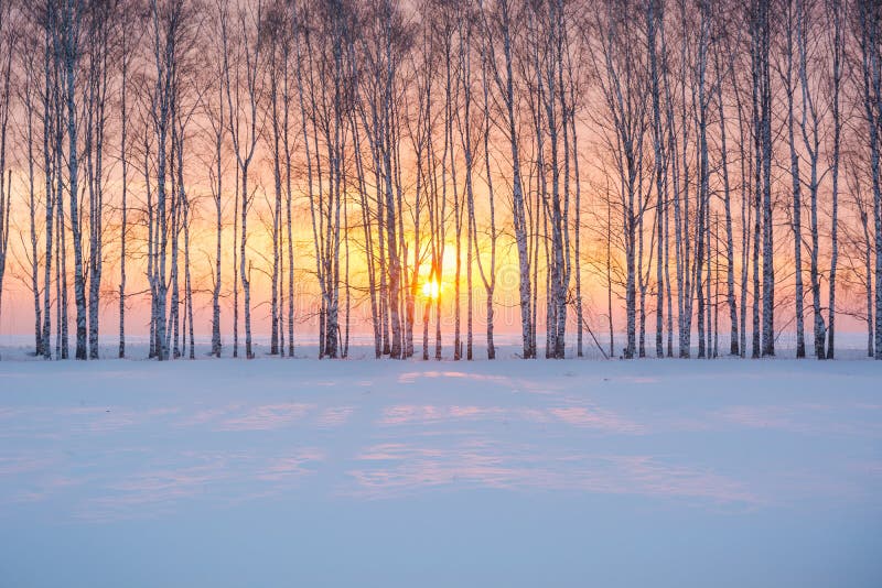 Charmig vintersolnedgång i vinterskogen royaltyfri fotografi
