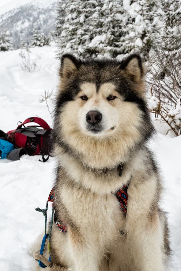 Alaskan Malamute on Snow stock photo. Image of front 112208804